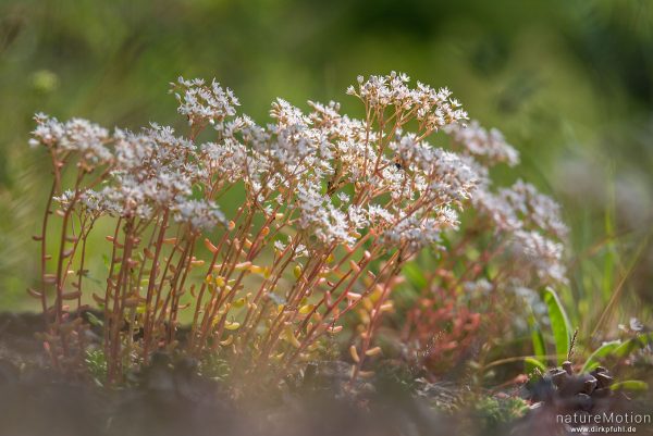 Weiße Fetthenne, Weißer Mauerpfeffer, Sedum album, Dickblattgewächse (Crassulaceae), (?), Causses Mejean, Le Rozier, Frankreich