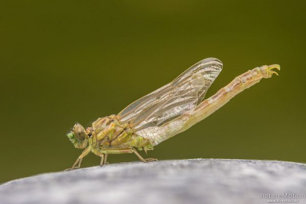 Große Zangenlibelle, Onychogomphus uncatus, 	Flussjungfern (Gomphidae,Männchen, frisch geschlüpftes Tier mit noch nicht vollständig entfaltetem Abdomen und Flügeln, Ufer des Tarn, Florac, Frankreich