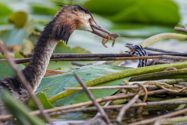 Haubentaucher, Podiceps cristatus, Podicipedidae, Alttiere auf ihrem Nest, Küken wird mit Krebs gefüttert, Seeburger See, Deutschland