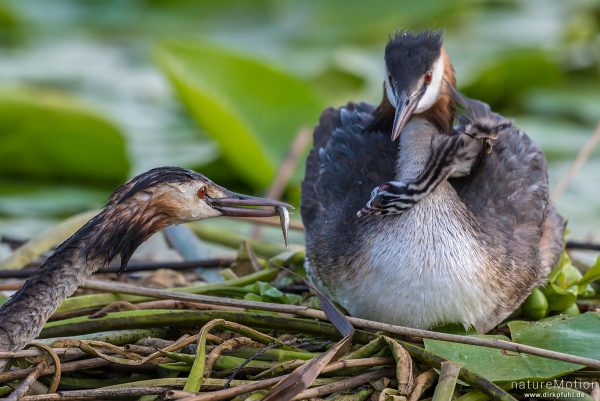 Haubentaucher, Podiceps cristatus, Podicipedidae, Alttiere auf ihrem Nest, Küken wird gefüttert, Seeburger See, Deutschland