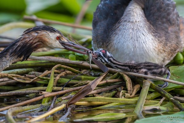 Haubentaucher, Podiceps cristatus, Podicipedidae, Alttiere auf ihrem Nest, Küken wird gefüttert, Seeburger See, Deutschland