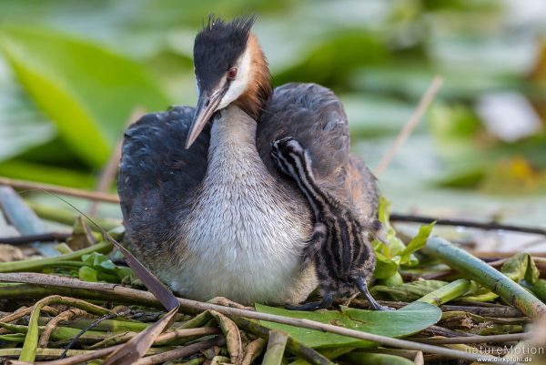 Haubentaucher, Podiceps cristatus, Podicipedidae, Alttiere auf ihrem Nest, Küken klettert in das Gefieder eines Alttiers, Seeburger See, Deutschland