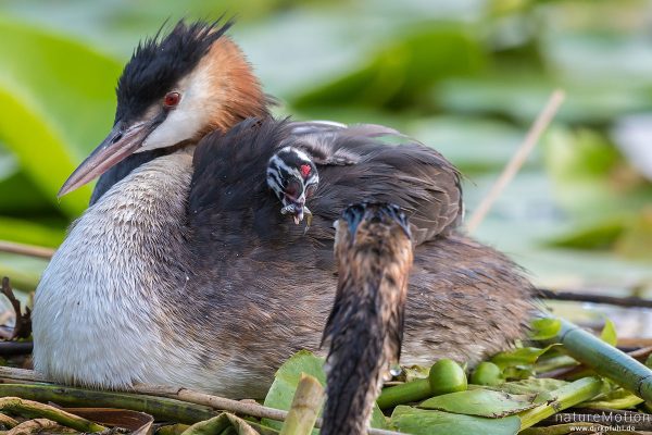 Haubentaucher, Podiceps cristatus, Podicipedidae, Alttiere auf ihrem Nest, Küken wird gefüttert, Seeburger See, Deutschland