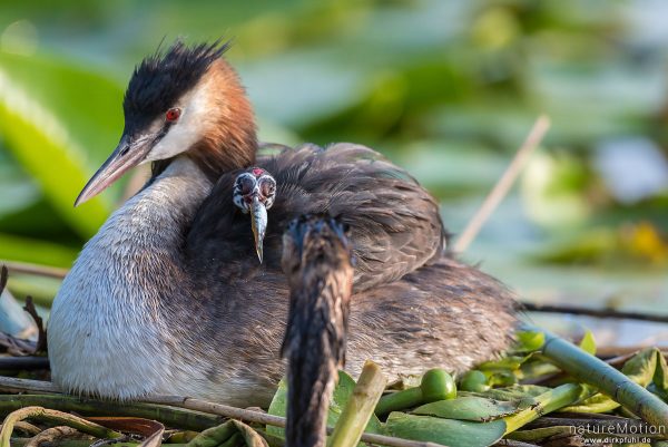 Haubentaucher, Podiceps cristatus, Podicipedidae, Alttiere auf ihrem Nest, Küken wird gefüttert, Seeburger See, Deutschland