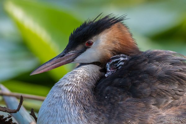 Haubentaucher, Podiceps cristatus, Podicipedidae, Alttiere auf ihrem Nest, Küken sitzt im Gefieder eines Alttiers, Seeburger See, Deutschland