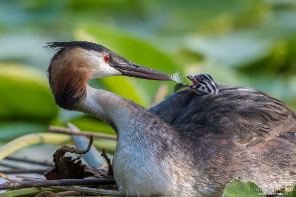 Haubentaucher, Podiceps cristatus, Podicipedidae, Alttiere auf ihrem Nest, Küken wird mit Federn gefüttert, Seeburger See, Deutschland