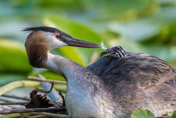 Haubentaucher, Podiceps cristatus, Podicipedidae, Alttiere auf ihrem Nest, Küken wird mit Federn gefüttert, Seeburger See, Deutschland