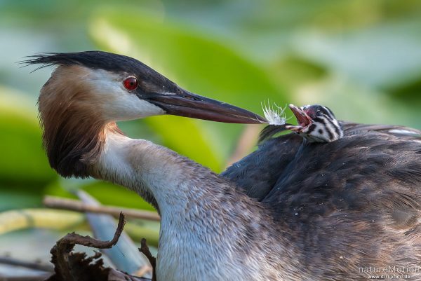 Haubentaucher, Podiceps cristatus, Podicipedidae, Alttiere auf ihrem Nest, Küken wird mit Federn gefüttert, Seeburger See, Deutschland