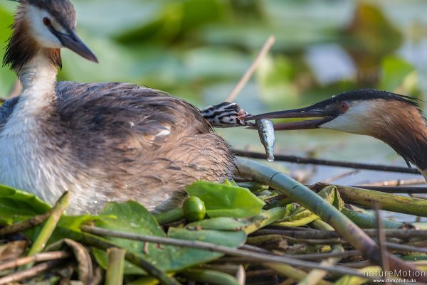 Haubentaucher, Podiceps cristatus, Podicipedidae, Alttiere auf ihrem Nest, Küken wird gefüttert, Seeburger See, Deutschland