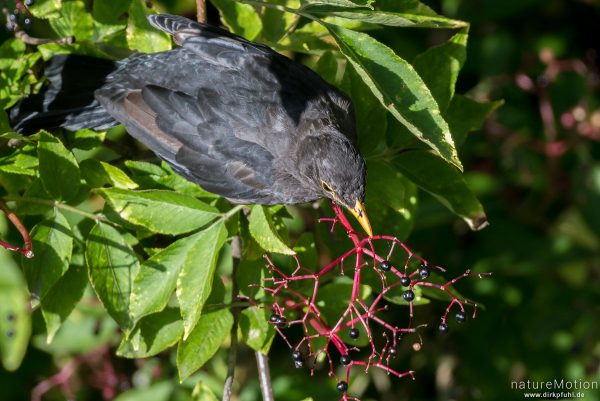 Amsel, Schwarzdrossel, Turdus merula, Drosseln (Turdidae), Männchen, frisst Holunderbeeren, Garten  Am Weißen Steine, Göttingen, Deutschland