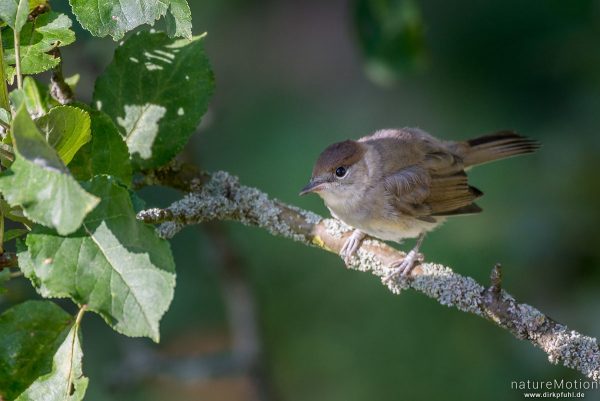 Mönchsgrasmücke, Sylvia atricapilla,  	Grasmückenartige (Sylviidae), juveniles Tier, in Apfelbaum, Garten Am Weißen Steine, Göttingen, Deutschland