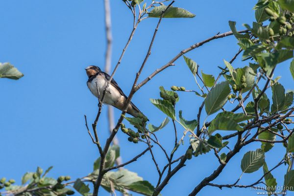 Rauchschwalbe, Hirundo rustica, Schwalben (Hirundinidae), Tiere sitzen im Geäst, Flüthewehr, Göttingen, Deutschland