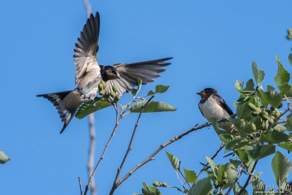 Rauchschwalbe, Hirundo rustica, Schwalben (Hirundinidae), Tiere sitzen im Geäst, Flüthewehr, Göttingen, Deutschland