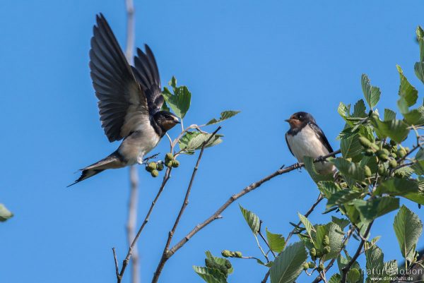 Rauchschwalbe, Hirundo rustica, Schwalben (Hirundinidae), Tiere sitzen im Geäst, Flüthewehr, Göttingen, Deutschland