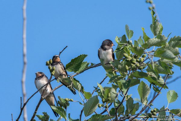 Rauchschwalbe, Hirundo rustica, Schwalben (Hirundinidae), Tiere sitzen im Geäst, Flüthewehr, Göttingen, Deutschland