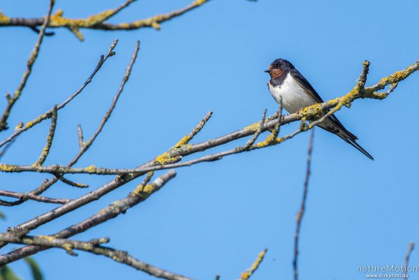 Rauchschwalbe, Hirundo rustica, Schwalben (Hirundinidae), Tiere sitzen im Geäst, Flüthewehr, Göttingen, Deutschland