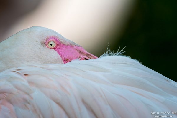 Rosaflamingo, Phoenicopterus roseus, 	Flamingos (Phoenicopteridae), Zoo Hannover, captive, Hannover, Deutschland