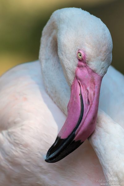 Rosaflamingo, Phoenicopterus roseus, 	Flamingos (Phoenicopteridae), Zoo Hannover, captive, Hannover, Deutschland