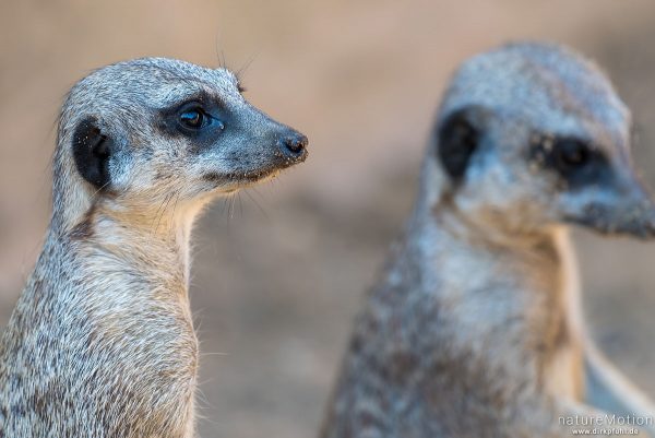 Erdmännchen, Suricata suricatta, Mangusten (Herpestidae), Zoo Hannover, captive, Hannover, Deutschland