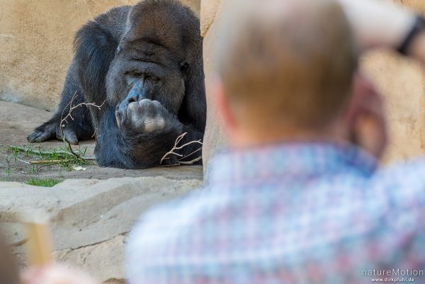 Westlicher Flachlandgorilla, Gorilla gorilla gorilla, 	Menschenaffen (Hominidae),Männchen, von Zoobesuchern fotografiert, Zoo Hannover, captive, Hannover, Deutschland