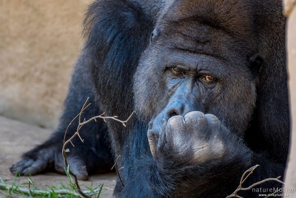 Westlicher Flachlandgorilla, Gorilla gorilla gorilla, 	Menschenaffen (Hominidae),Männchen, Zoo Hannover, captive, Hannover, Deutschland