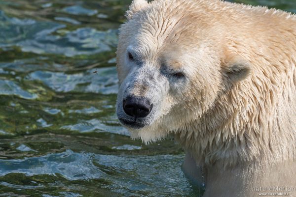 Eisbär, Ursus maritimus, Ursidae, mit Wespe, Zoo Hannover, captive, Hannover, Deutschland