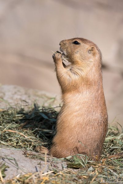 Schwarzschwanz-Präriehund, Cynomys ludovicianus, 	Hörnchen (Sciuridae),Zoo Hannovern, captive, Hannover, Deutschland