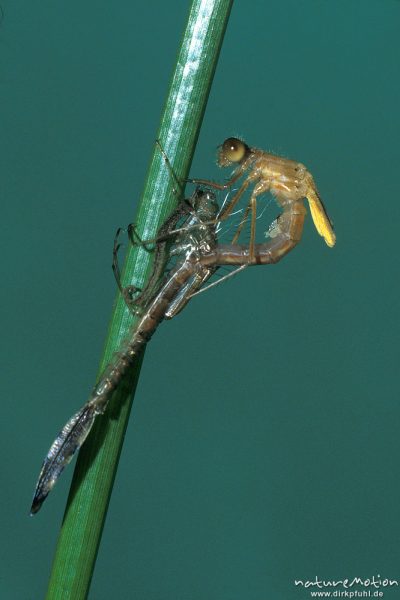 Gemeine Binsenjungfer, Lestes sponsa, Lestidae, Männchen, Verwandlung, Abdomen wird herausgezogen, Göttingen, Deutschland