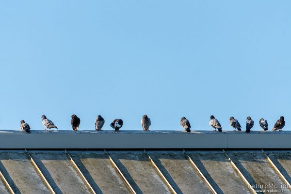 Haustaube, Felsentaube, Columba livia, Columbidae, Gruppe sitzt in einer Reihe auf Dachfirst, Göttingen, Deutschland