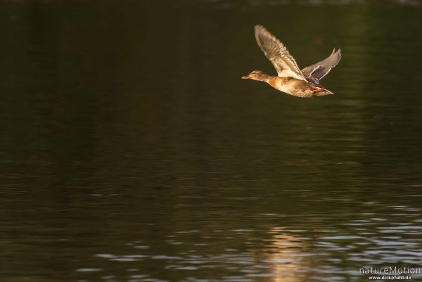 Stockente, Anas platyrhynchos, Anatidae, Weibchen, fliegt dicht über der Wasseroberfläche, Kiesee, Göttingen, Deutschland