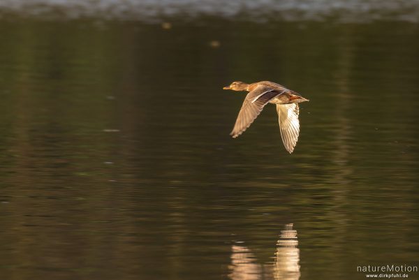 Stockente, Anas platyrhynchos, Anatidae, Weibchen, fliegt dicht über der Wasseroberfläche, Kiesee, Göttingen, Deutschland