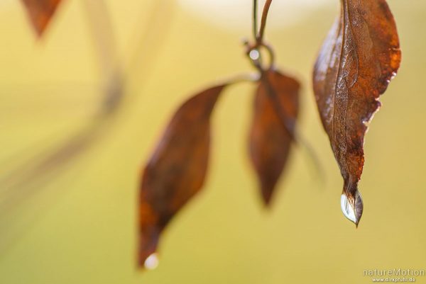 Waldrebe, Clematis vitalba, Ranunculaceae, vertrocknetes Herbstblatt mit Wassertropfen, Göttingen, Deutschland