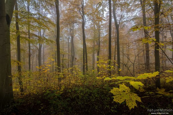 Herbstwald, Buchenwald mit Herbstlaub, Nebel, Göttinger Wald, Göttingen, Deutschland