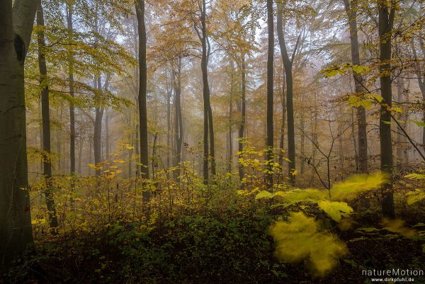 Herbstwald, Buchenwald mit Herbstlaub, Nebel, Göttinger Wald, Göttingen, Deutschland