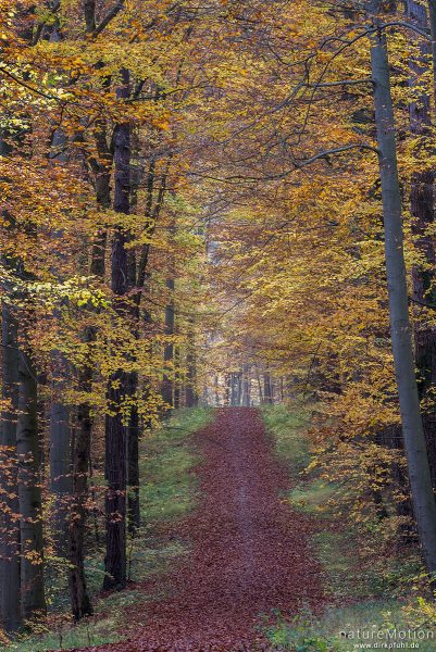 Waldweg durch Herbstwald, laubbedeckt, Göttinger Wald, Göttingen, Deutschland