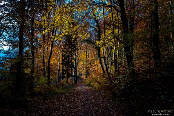 Weg durch den Herbstwald, Göttinger Wald, Göttingen, Deutschland