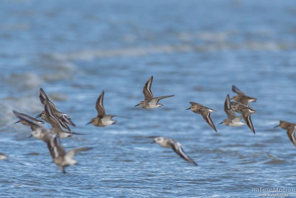 Sanderling, Calidris alba, Schnepfenvögel (Scolopacidae), kleiner Schwarm fliegt in niedriger Höhe über den Spülsaum, Spiekeroog, Deutschland