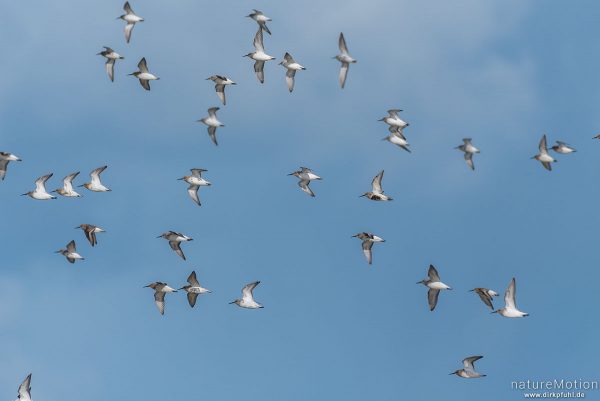 Sanderling, Calidris alba, Schnepfenvögel (Scolopacidae), kleiner Schwarm fliegt in niedriger Höhe über den Spülsaum, Spiekeroog, Deutschland