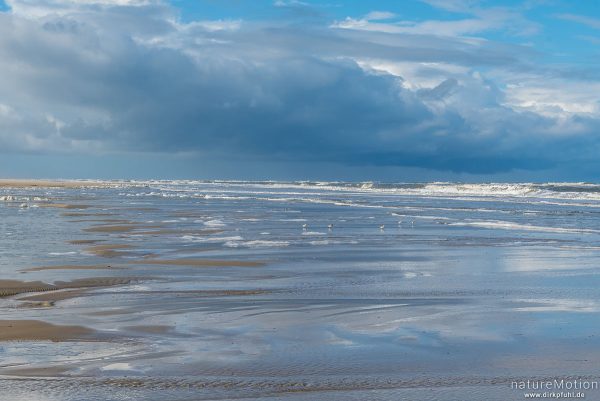 Spülsaum bei auflaufendem Wasser, Sanderlinge auf Nahrungssuche, Spiekeroog, Deutschland