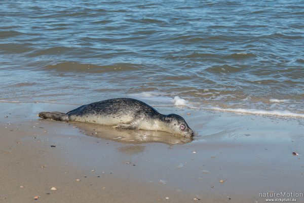 Seehund, Phoca vitulina, Phocidae, totes Tier im Spülsaum, Spiekeroog, Deutschland