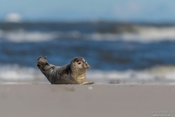 Seehund, Phoca vitulina, Phocidae, Tier sonnt sich auf dem Strand nahe Spülsaum, Spiekeroog, Deutschland