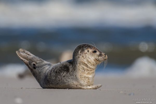 Seehund, Phoca vitulina, Phocidae, Tier sonnt sich auf dem Strand nahe Spülsaum, Spiekeroog, Deutschland