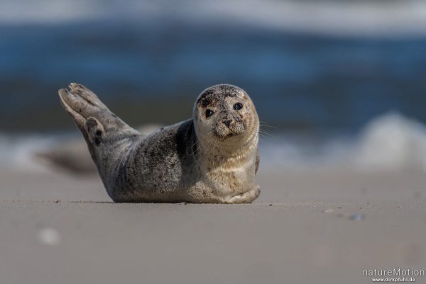 Seehund, Phoca vitulina, Phocidae, Tier sonnt sich auf dem Strand nahe Spülsaum, Spiekeroog, Deutschland