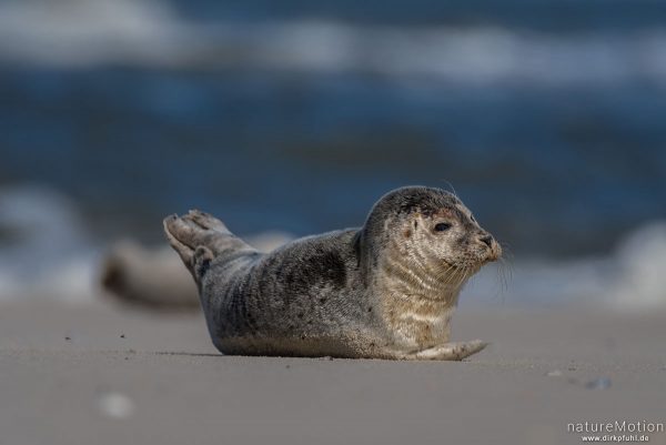 Seehund, Phoca vitulina, Phocidae, Tier sonnt sich auf dem Strand nahe Spülsaum, Spiekeroog, Deutschland