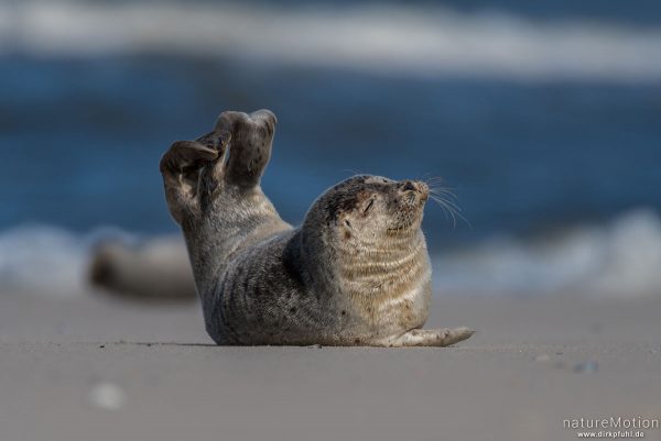 Seehund, Phoca vitulina, Phocidae, Tier sonnt sich auf dem Strand nahe Spülsaum, Spiekeroog, Deutschland