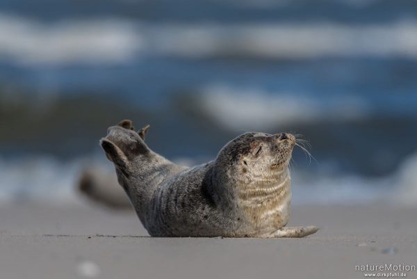 Seehund, Phoca vitulina, Phocidae, Tier sonnt sich auf dem Strand nahe Spülsaum, Spiekeroog, Deutschland