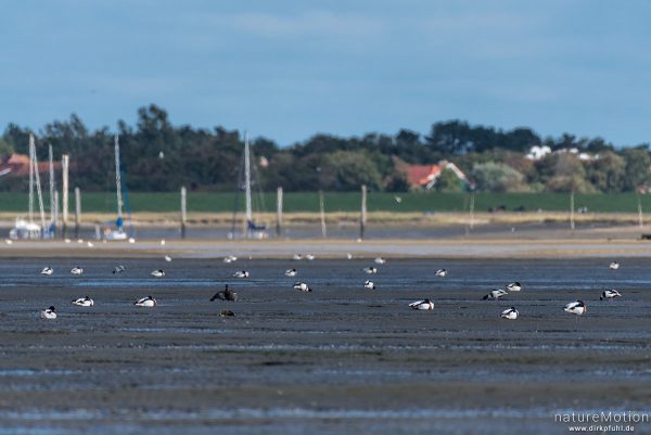 Watt bei Ebbe, rastende Brandgänse, Hafen, Spiekeroog, Deutschland