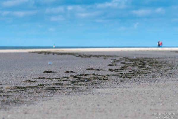 Flutmarke, angespülte Algen am Strand, Spaziergänger, Süderlog, Spiekeroog, Deutschland