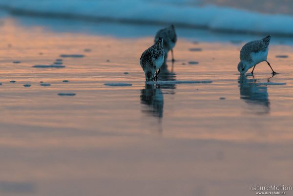 Sanderling, Calidris alba, Schnepfenvögel (Scolopacidae), Tiere bei der Nahrungssuche im Spülsaum, Sonnenuntergang mit rötlichem Licht, Spiekeroog, Deutschland