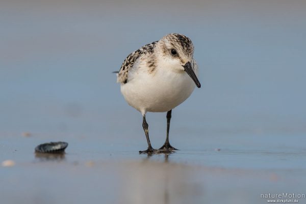 Sanderling, Calidris alba, Schnepfenvögel (Scolopacidae), Nahrungssuche im Spülsaum, Spiekeroog, Deutschland